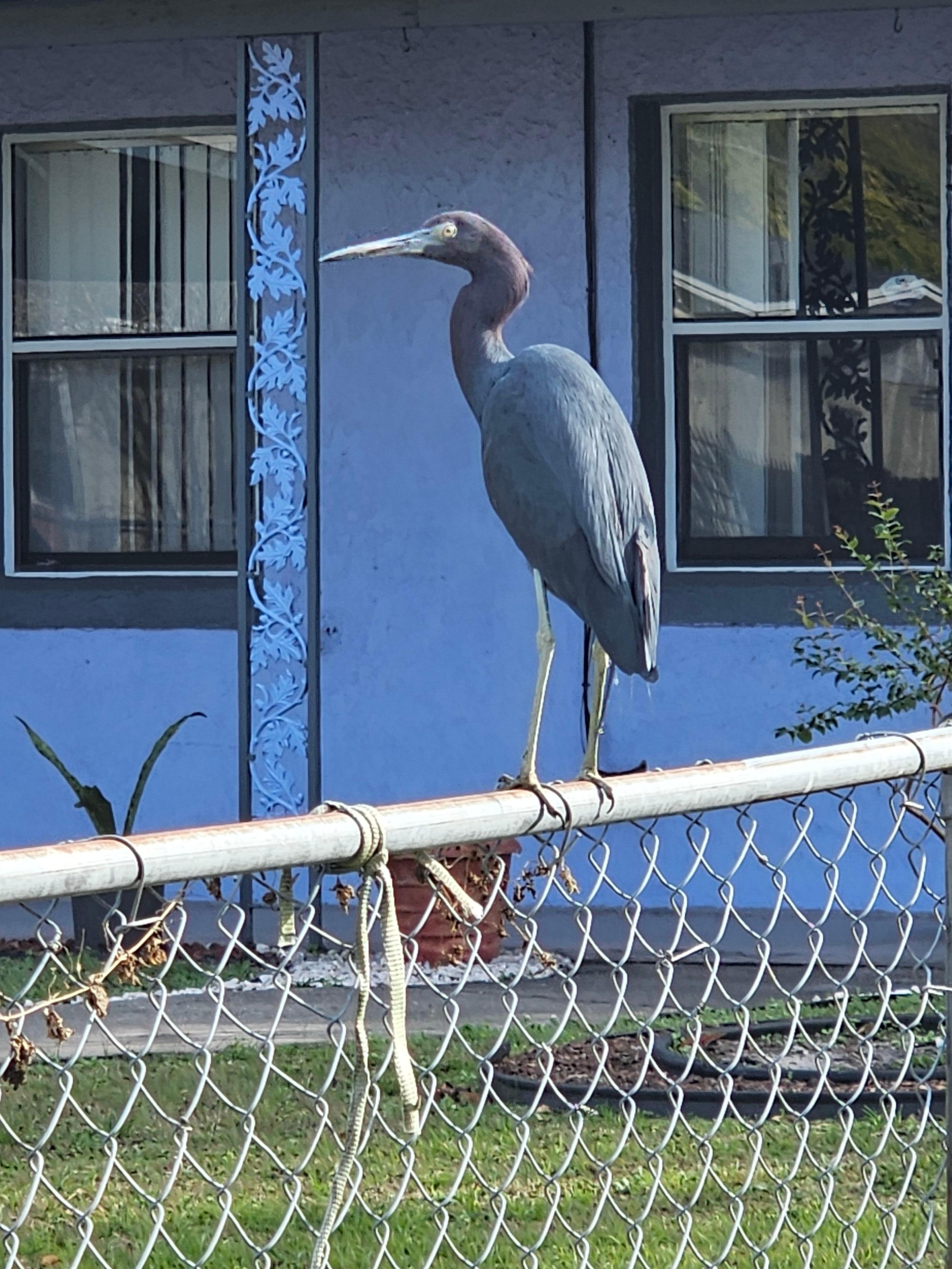 A little blue heron greeted me when I arrived. This house is next door.