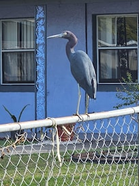 A little blue heron greeted me when I arrived. This house is next door.
