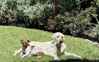 Sun baking in the property back yard