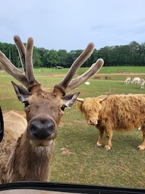 Rudolph at a safari in Georgia (1/2 hour drive)