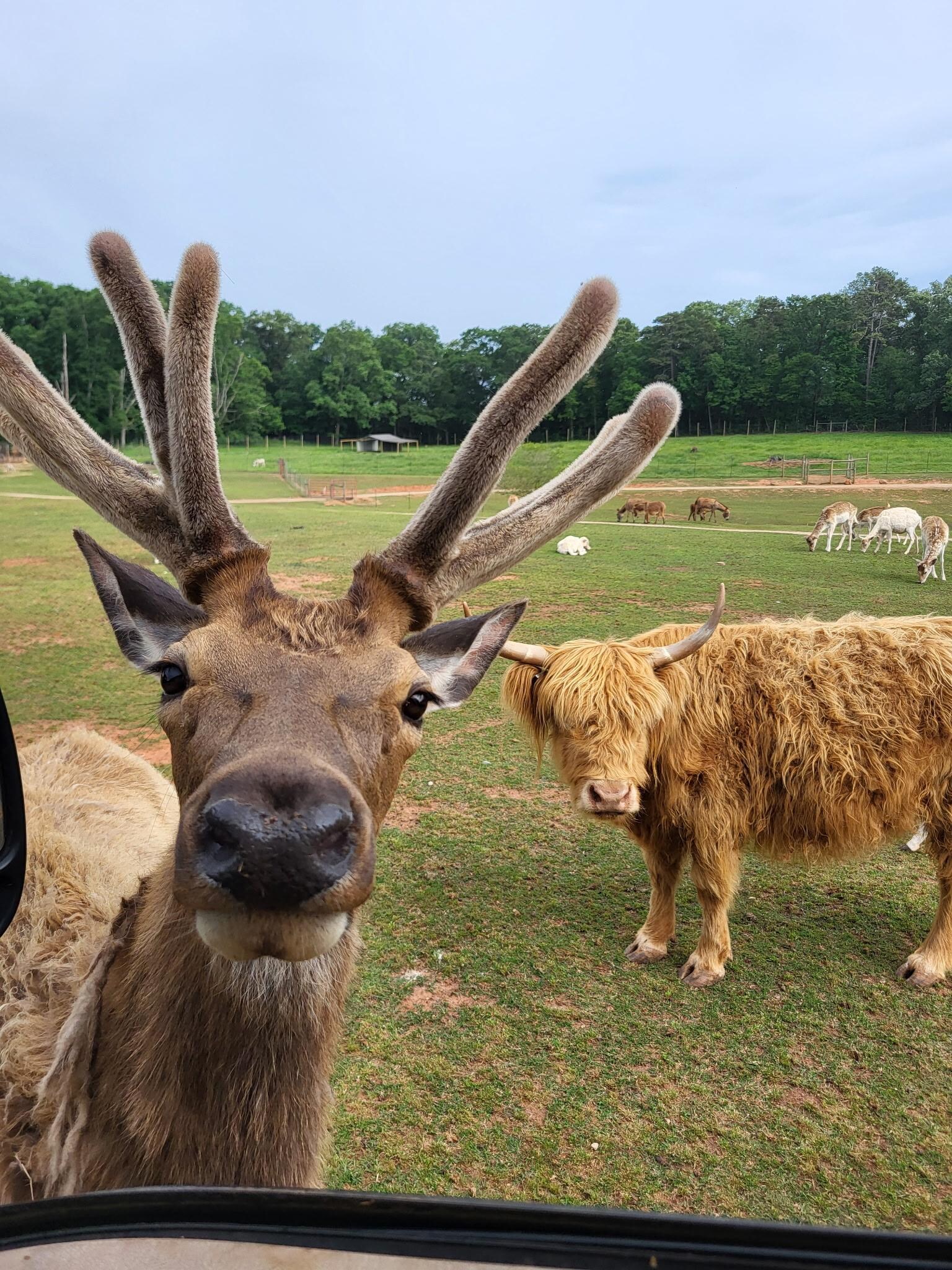 Rudolph at a safari in Georgia (1/2 hour drive)