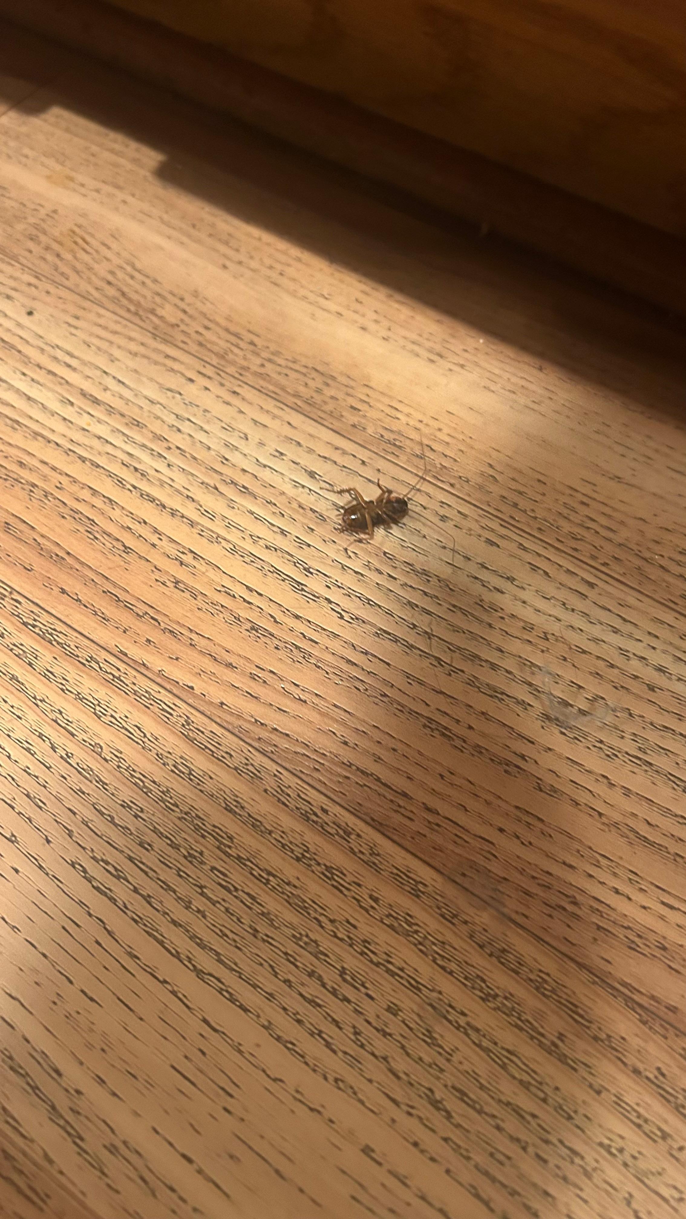 Dead bug found in the kitchen 