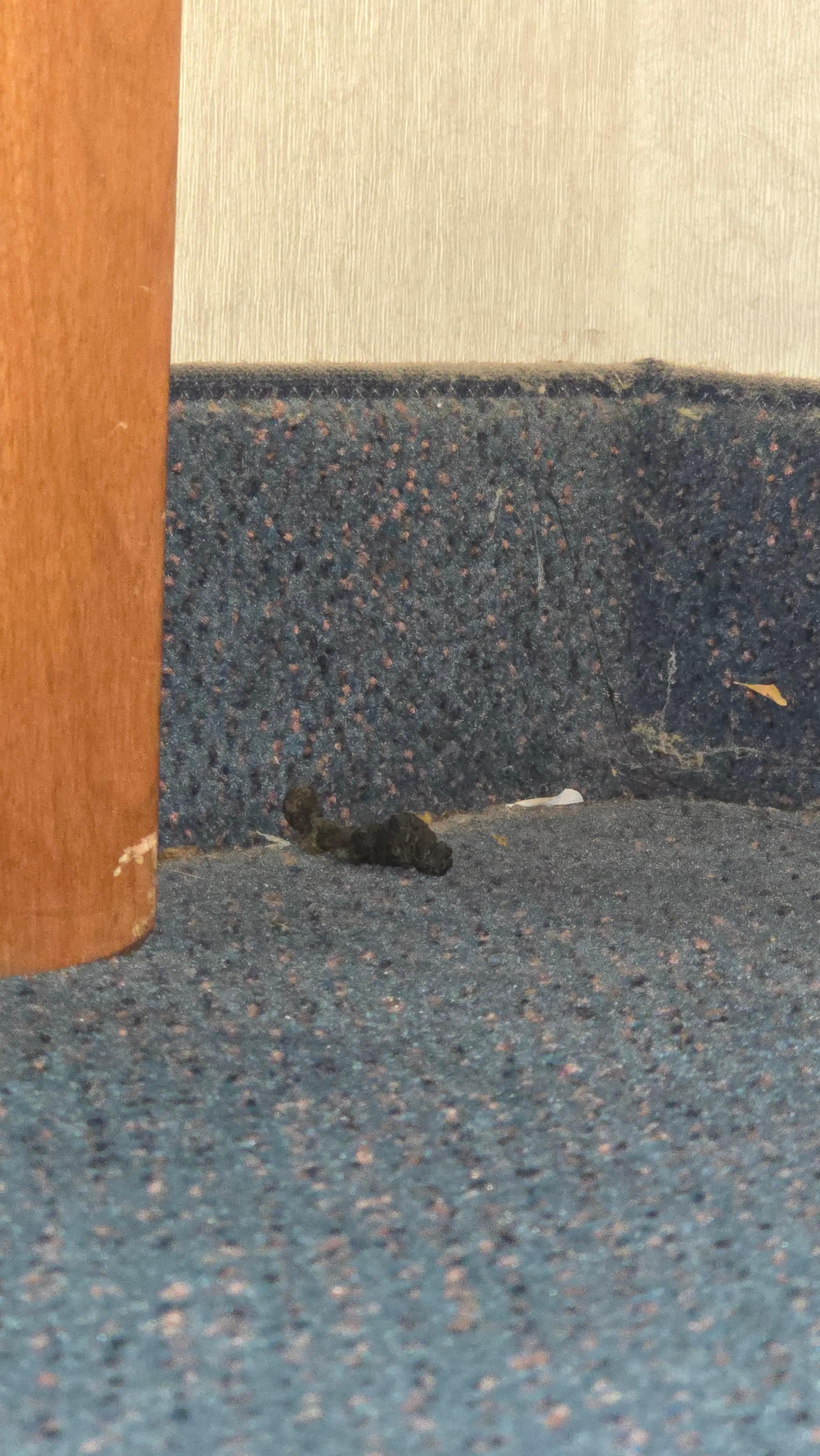 Dried up poop in the corner
