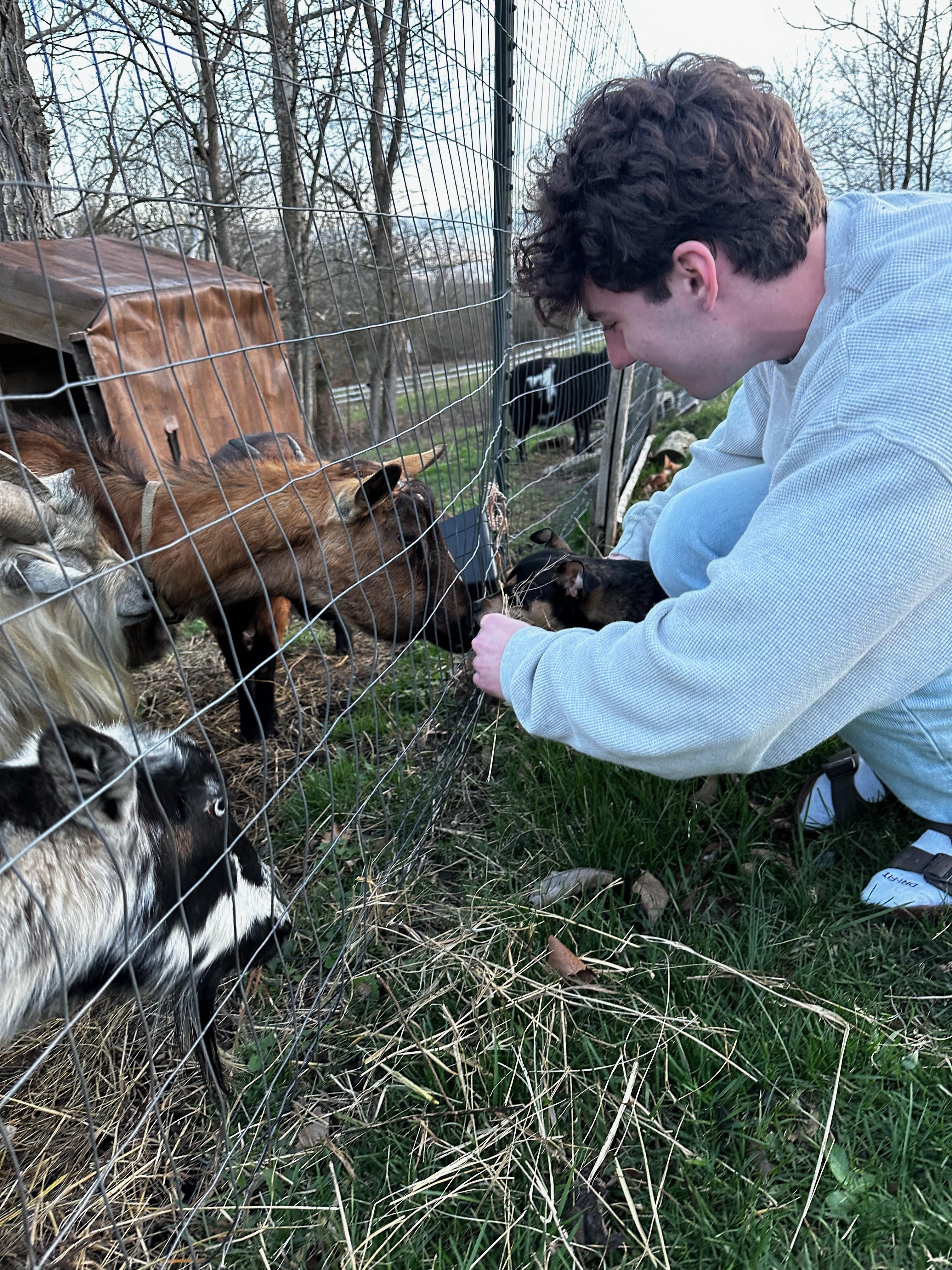 Goat pen - Fun to watch them.