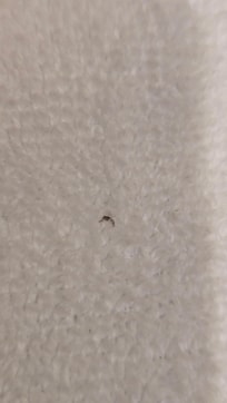 Fleas