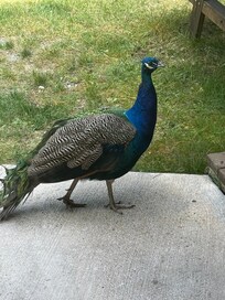 Visiting Peacock