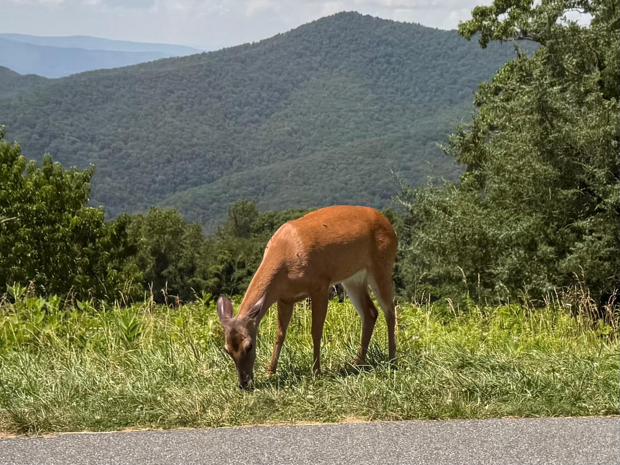 Shenandoah National Park