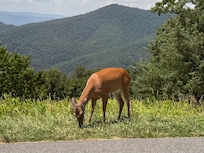 Shenandoah National Park