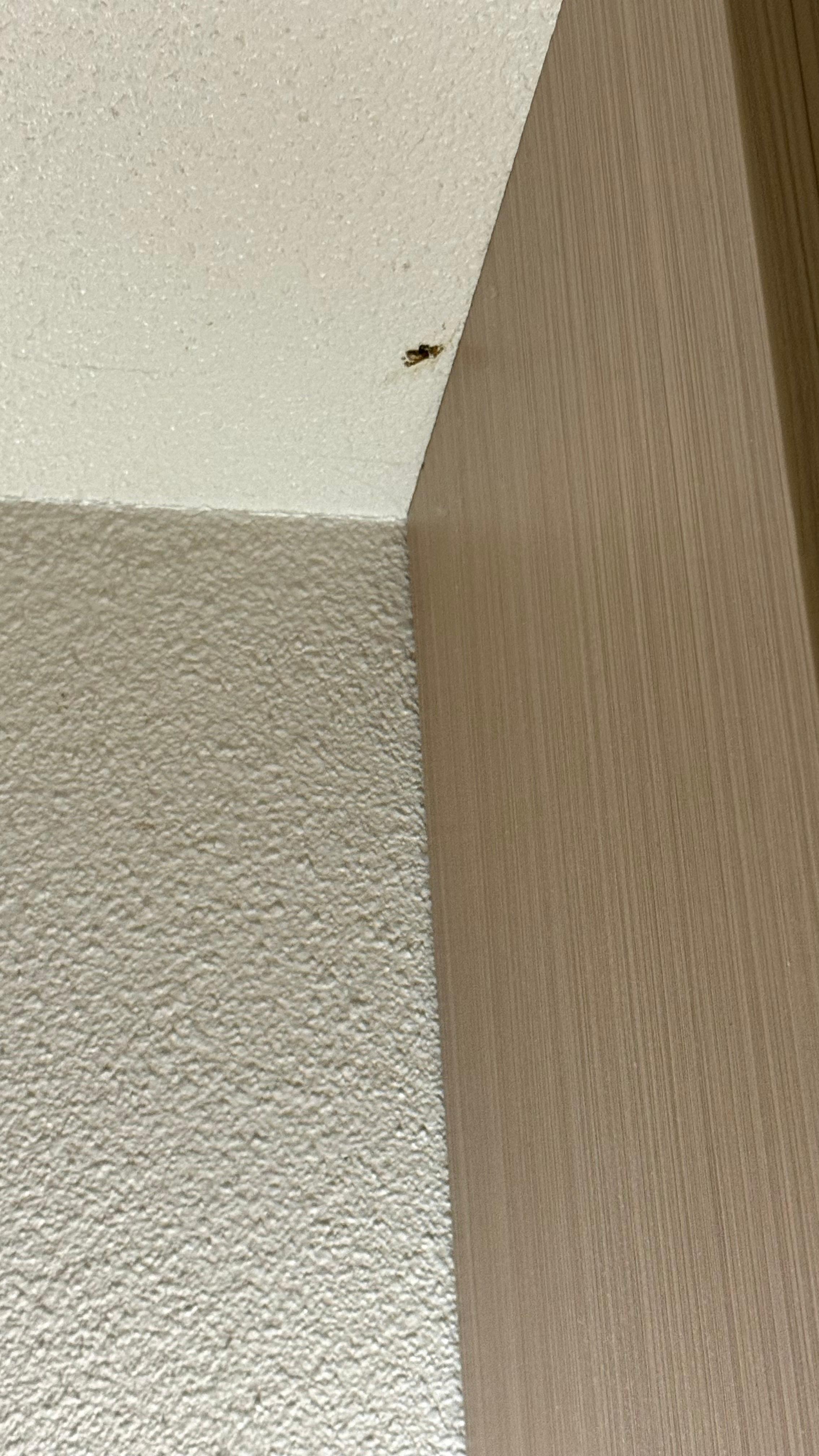 Cafard que j’ai du écraser, sorti de la décoration en bois 