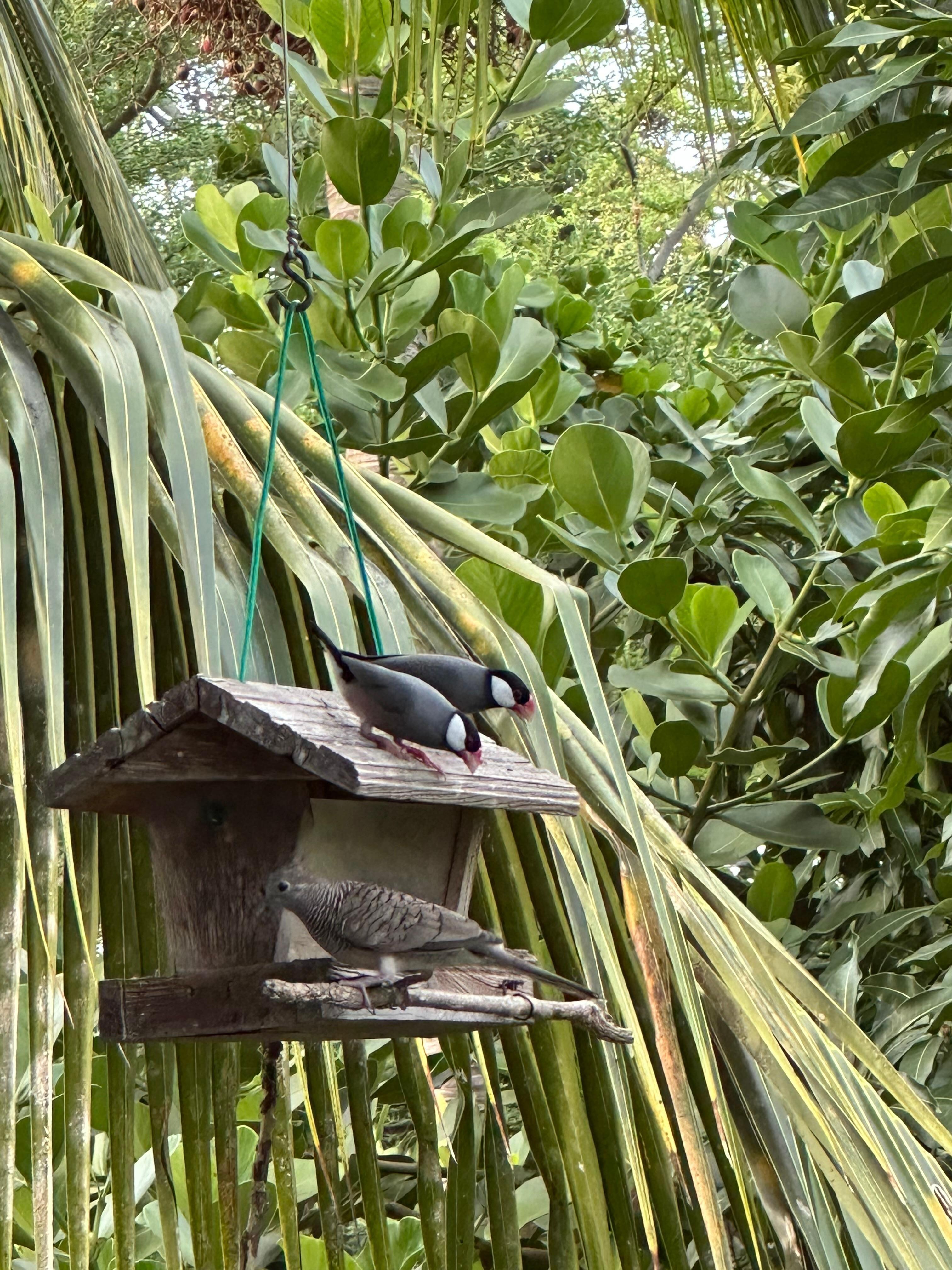 Morning visitors