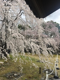 醍醐寺へ行きました