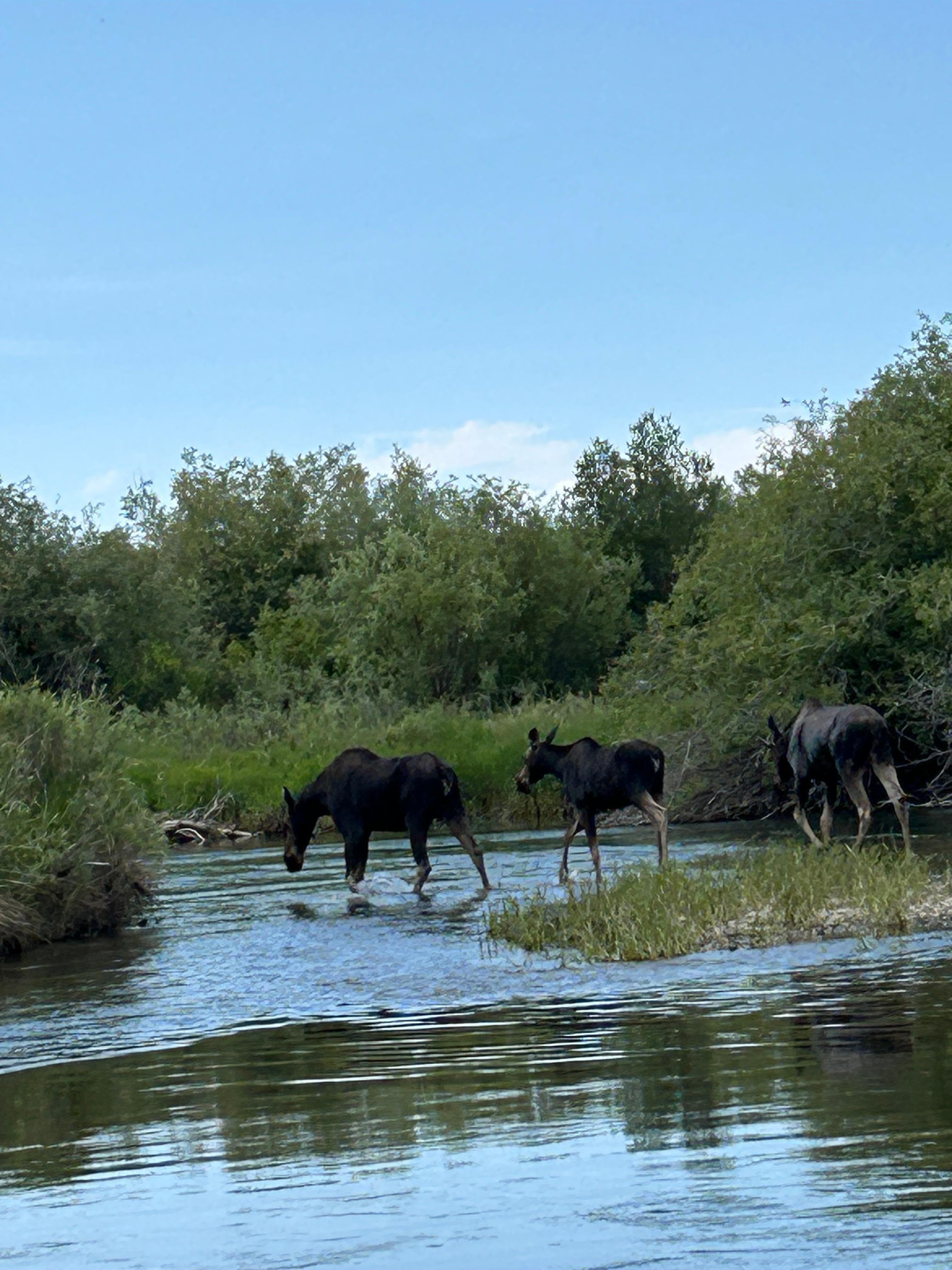 Moose in the Teton River