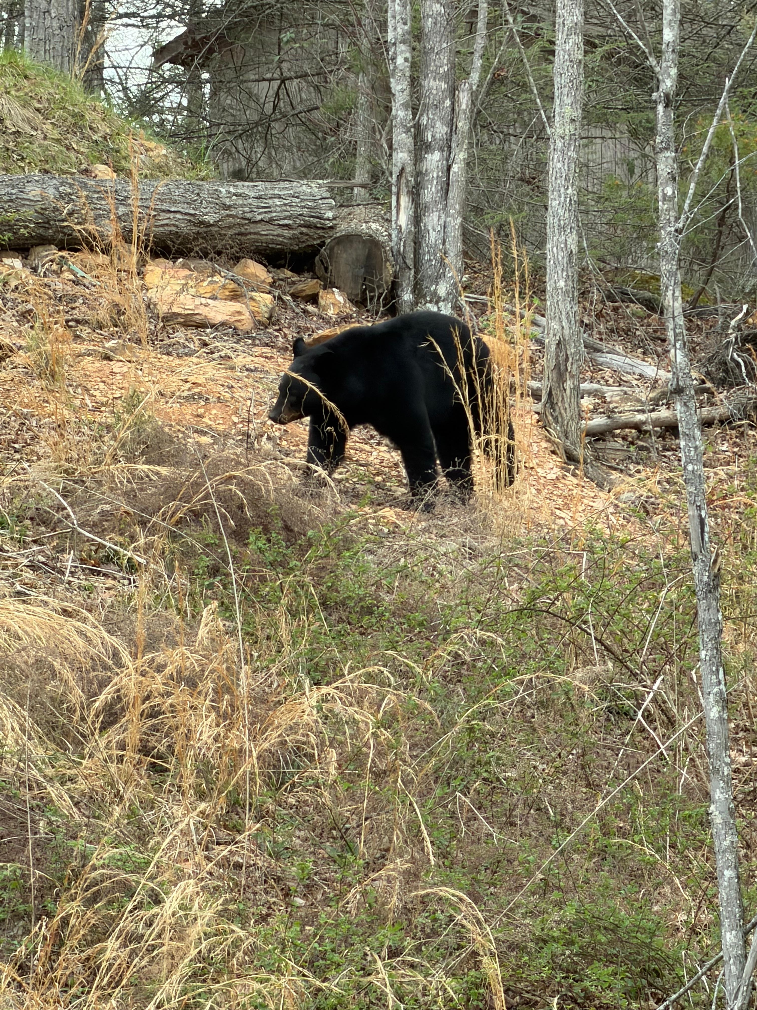 A friendly bear taking a evening stroll!