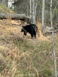 A friendly bear taking a evening stroll!