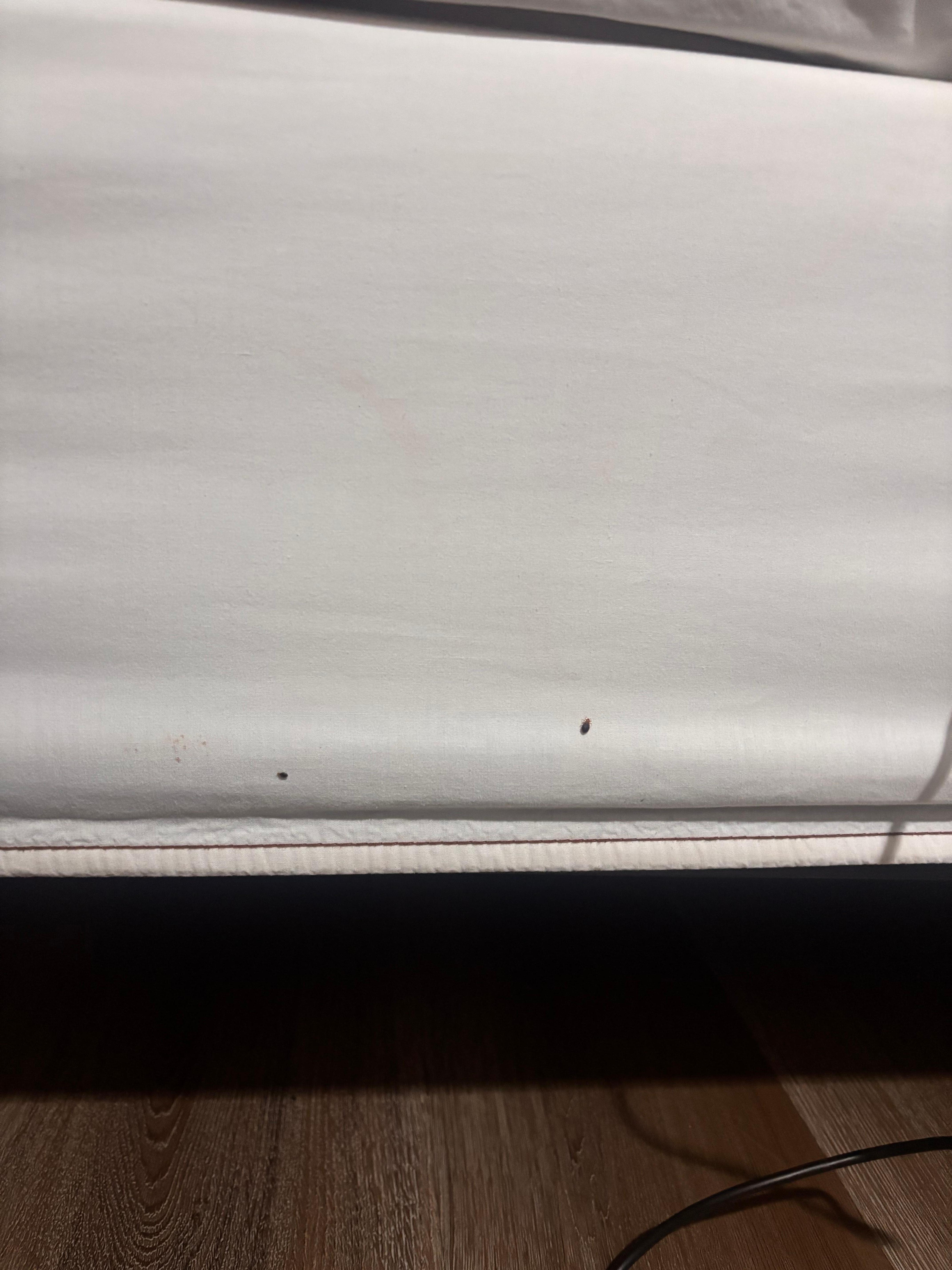 Several bed bugs on the side of the bed.
