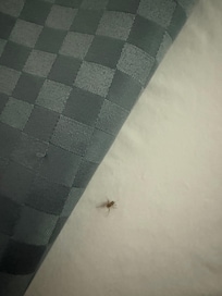 Spiders in bed