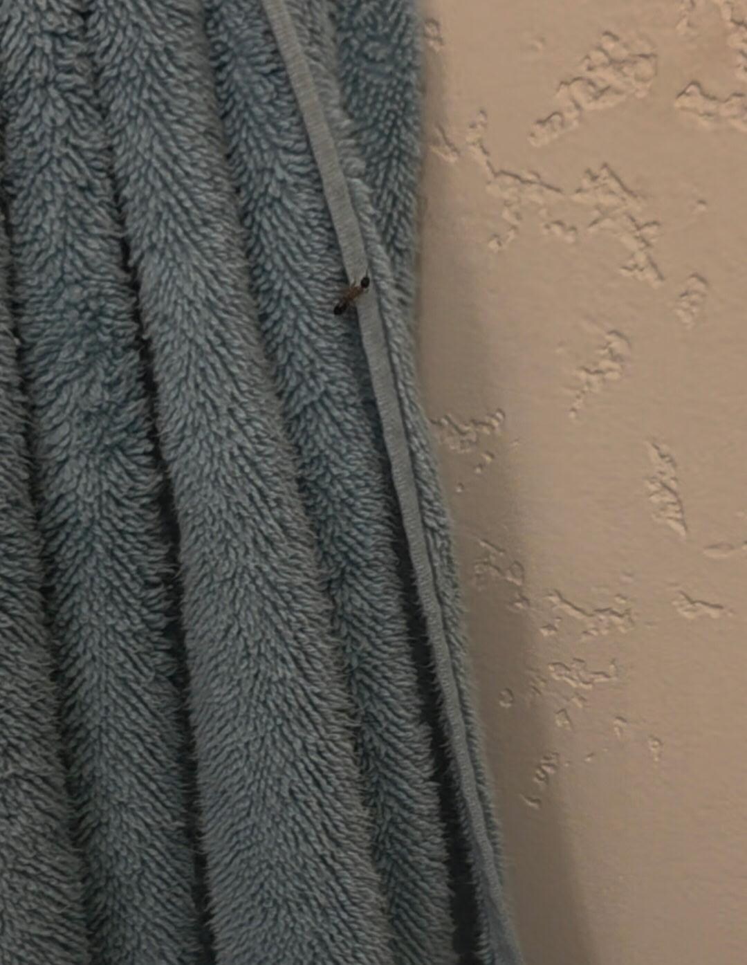 Bugs crawling all over towels, check before using