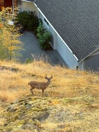 Wildlife in the backyard!