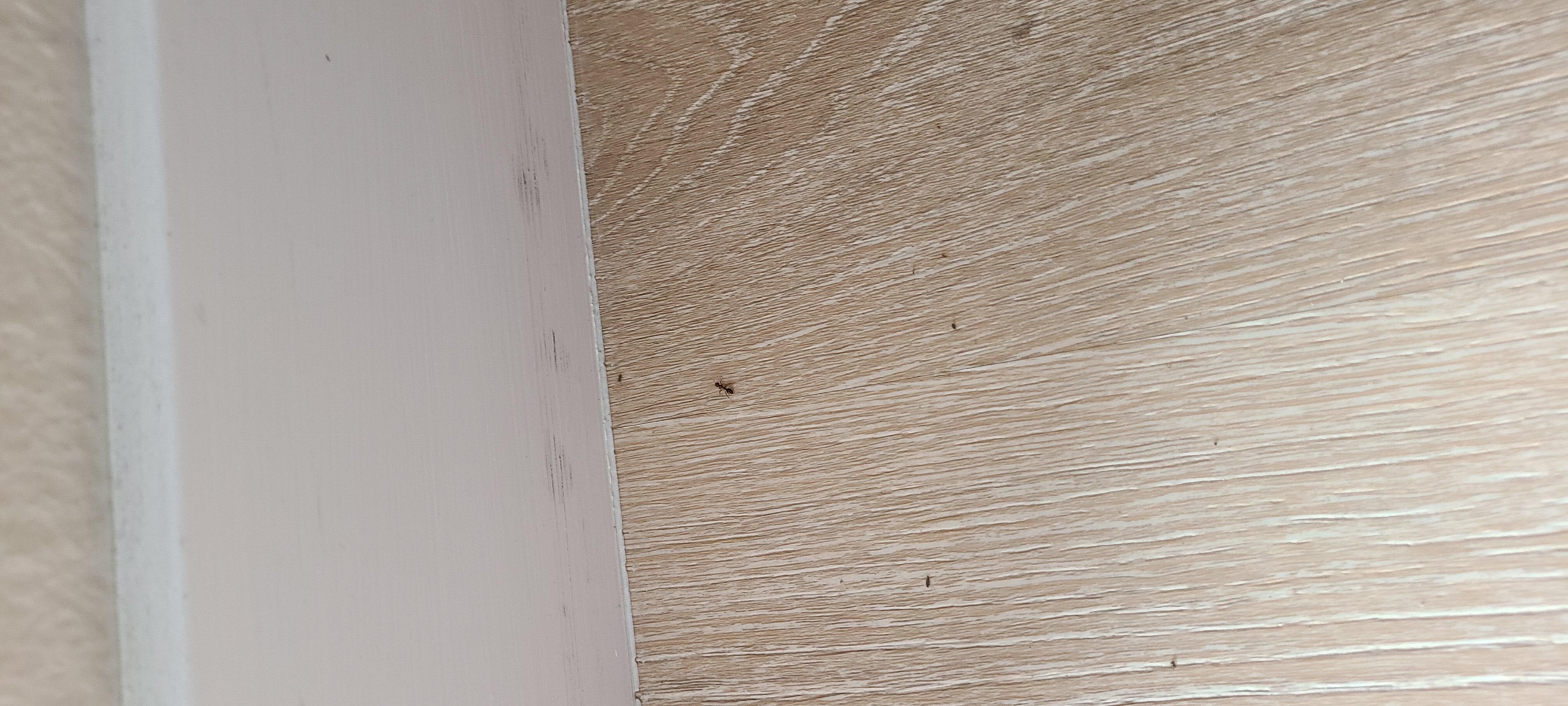 Ants