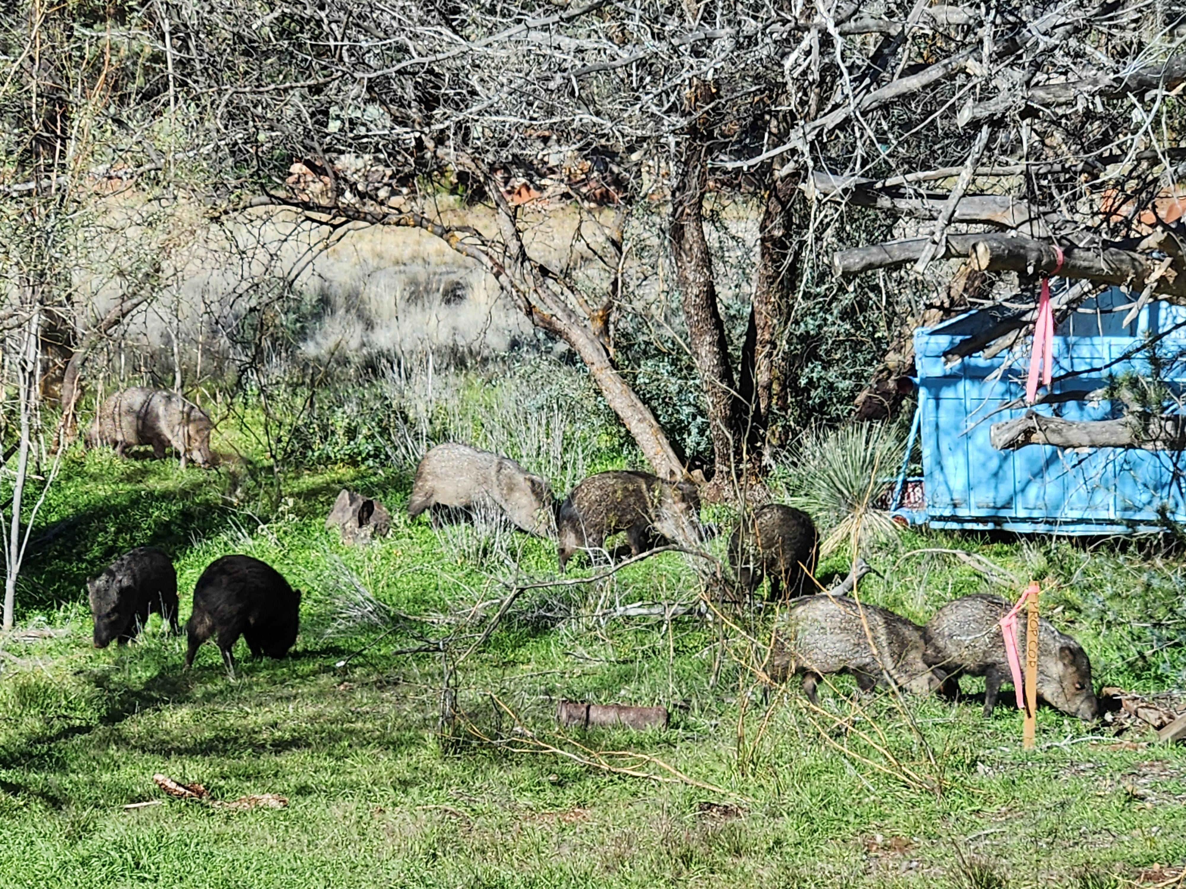 There were 9 wild pigs one morning.