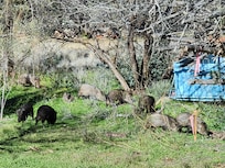 There were 9 wild pigs one morning.