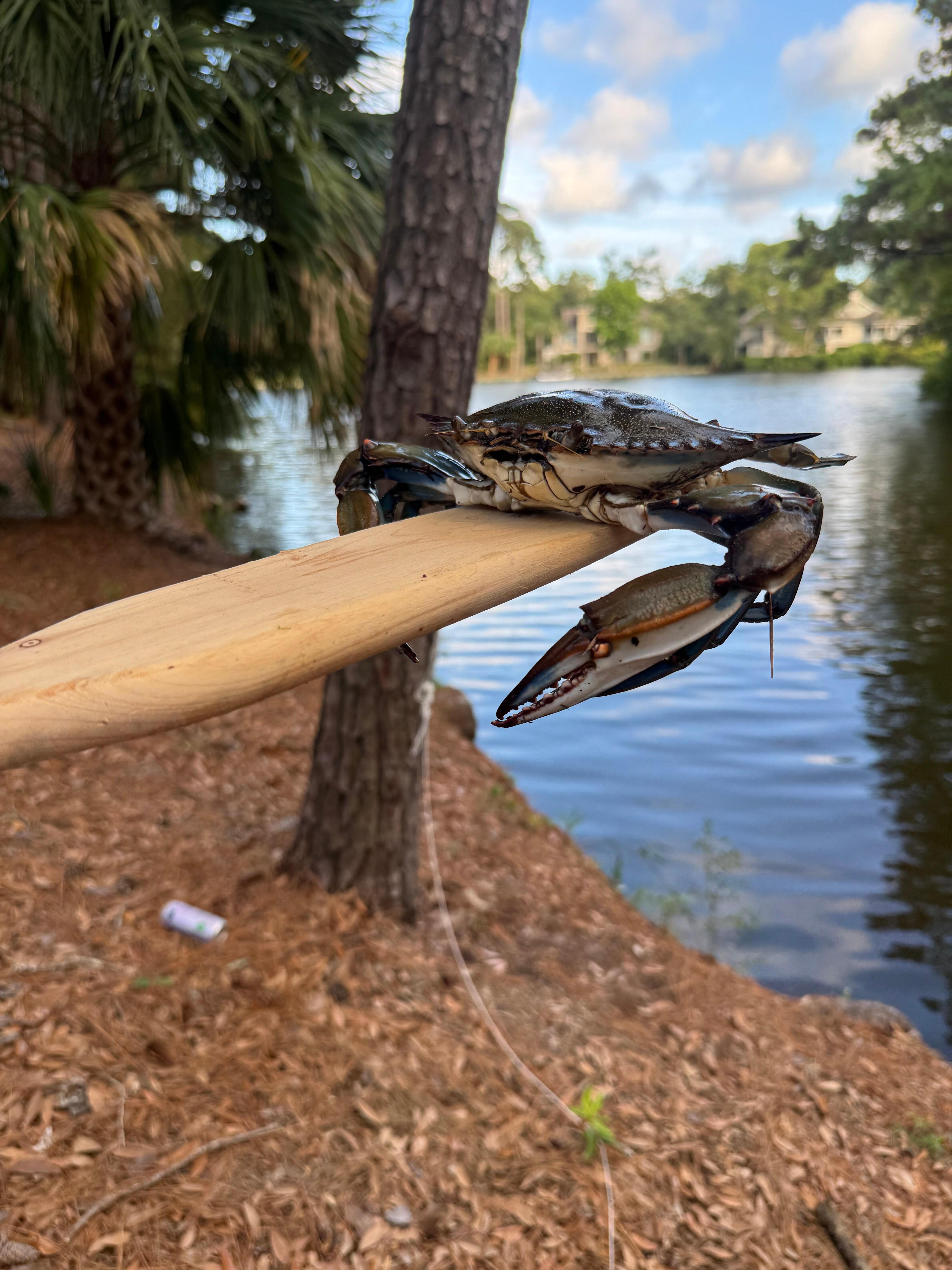 He was lucky we caught him the day after our boil…he was released :)