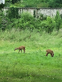 The wildlife that we observed