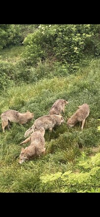 Parc des loups de Gevaudan