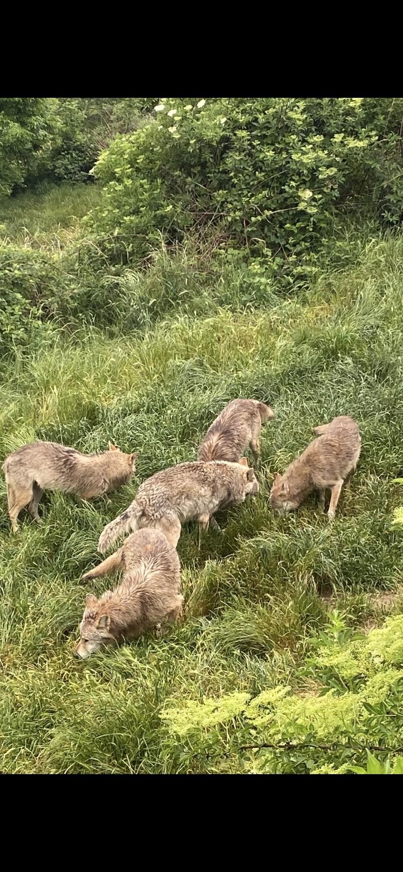 Parc des loups de Gevaudan