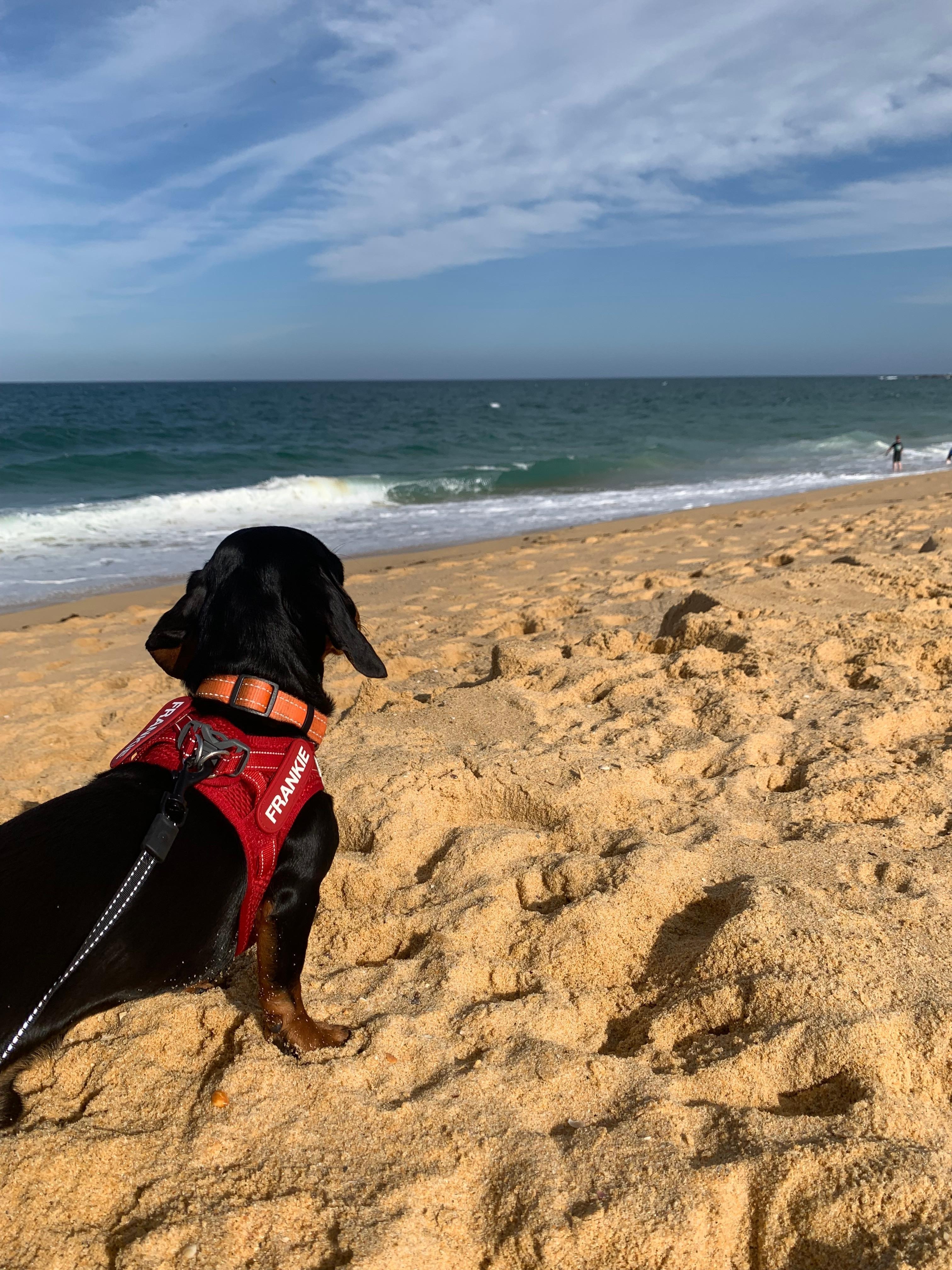 Dogs love the beach