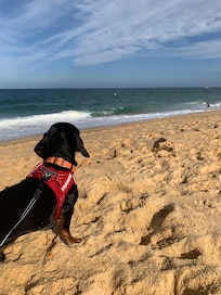 Dogs love the beach