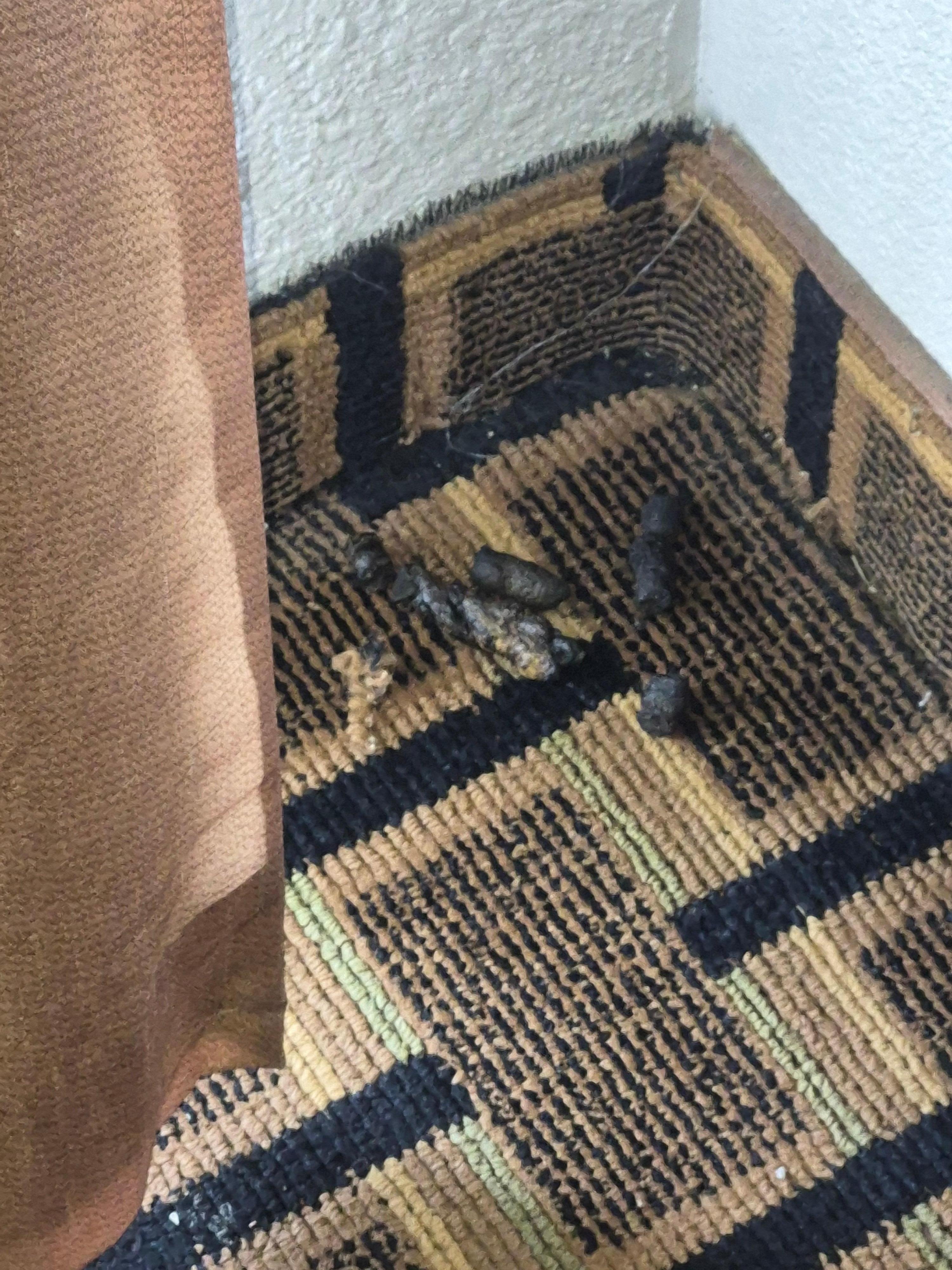 Dog grunt in the corner of the room 