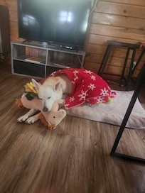 Poppy conked out after a day of fresh air and walkies.