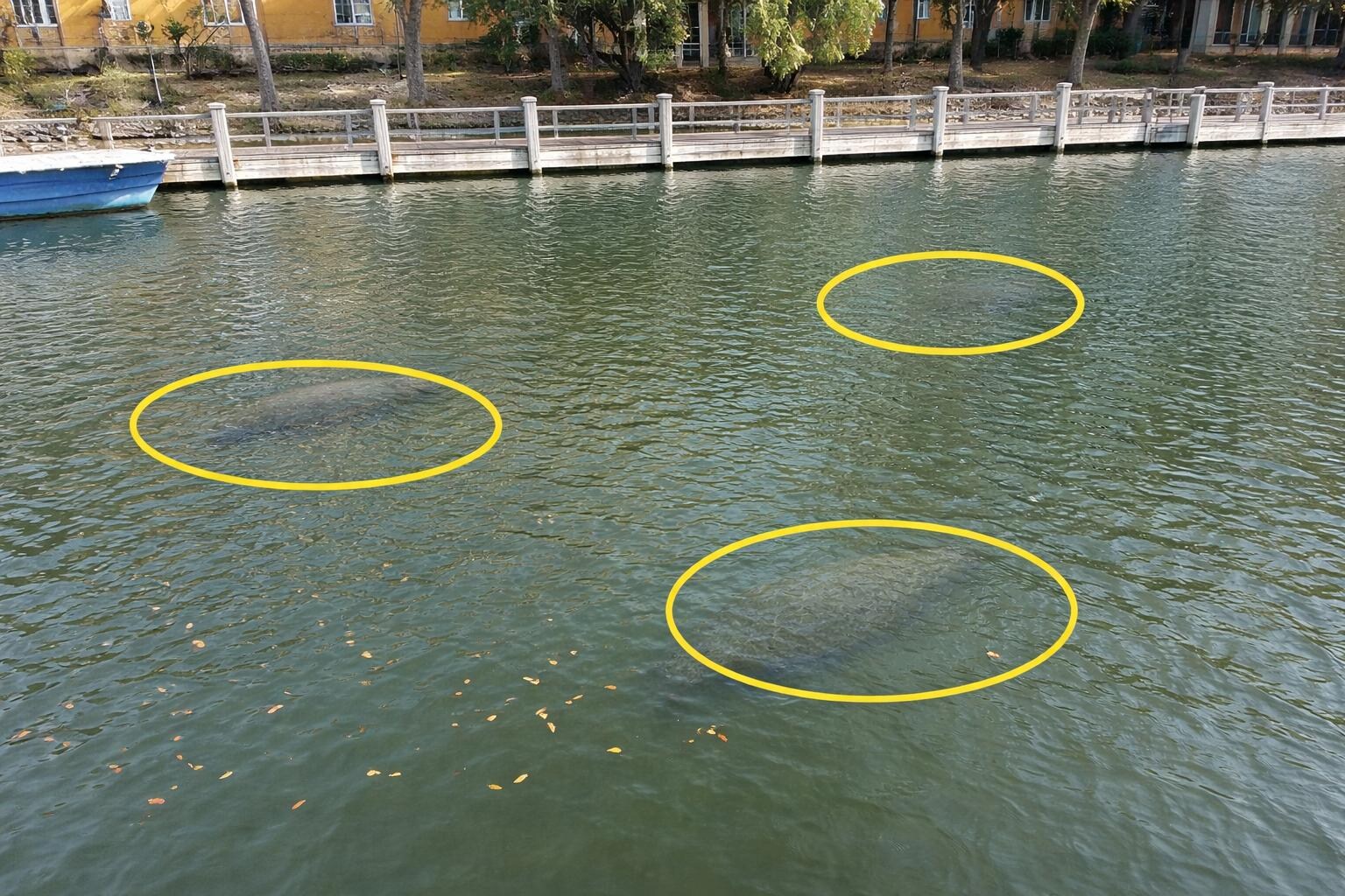 Plenty of Manatees 