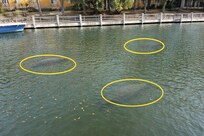 Plenty of Manatees