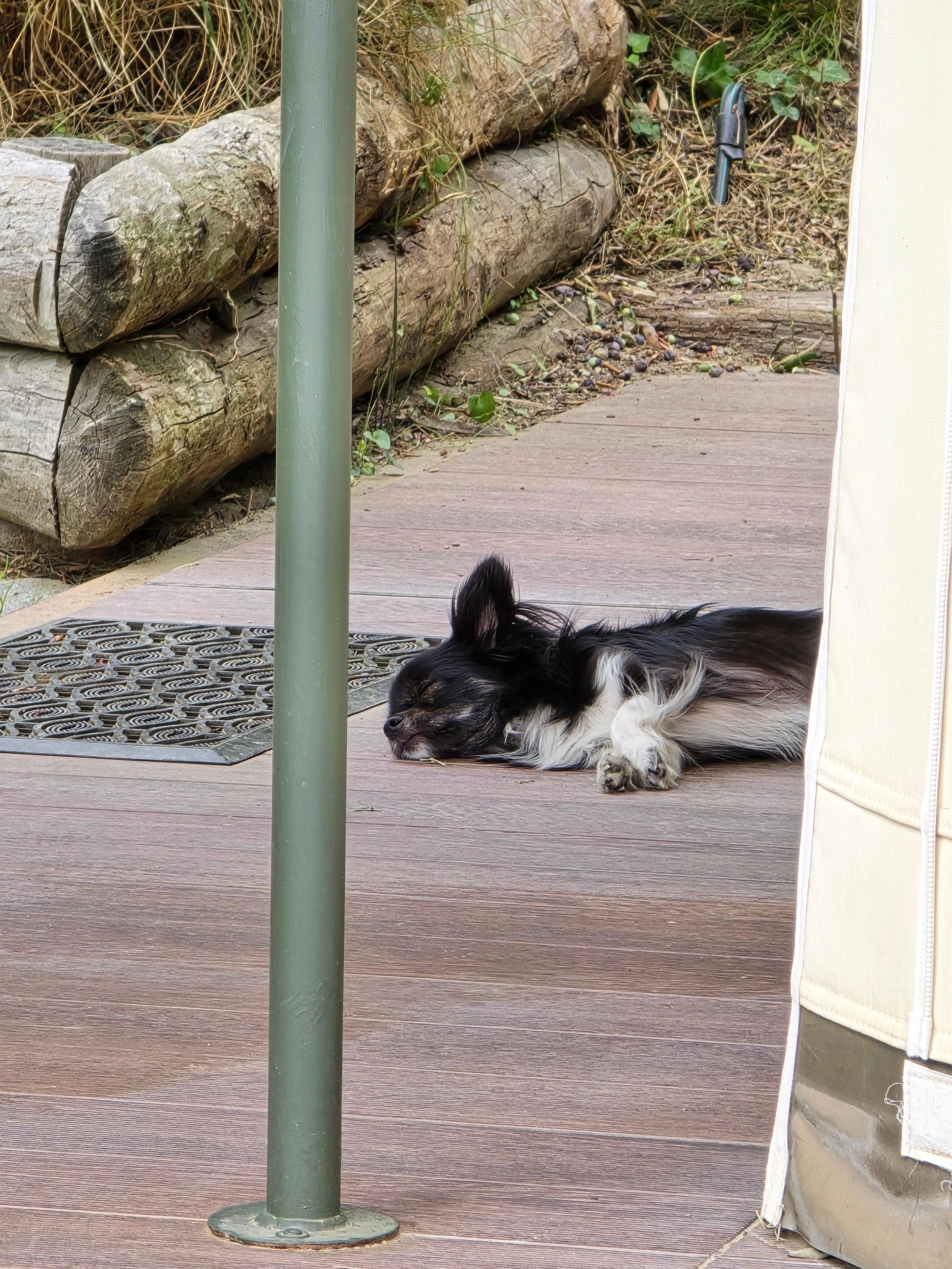 Our chilling Guard-Dog Nala ;)