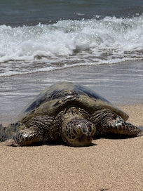 Sea turtle on the beach just a short walk away