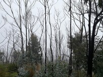 Mount Buangor State Forrest Walk.