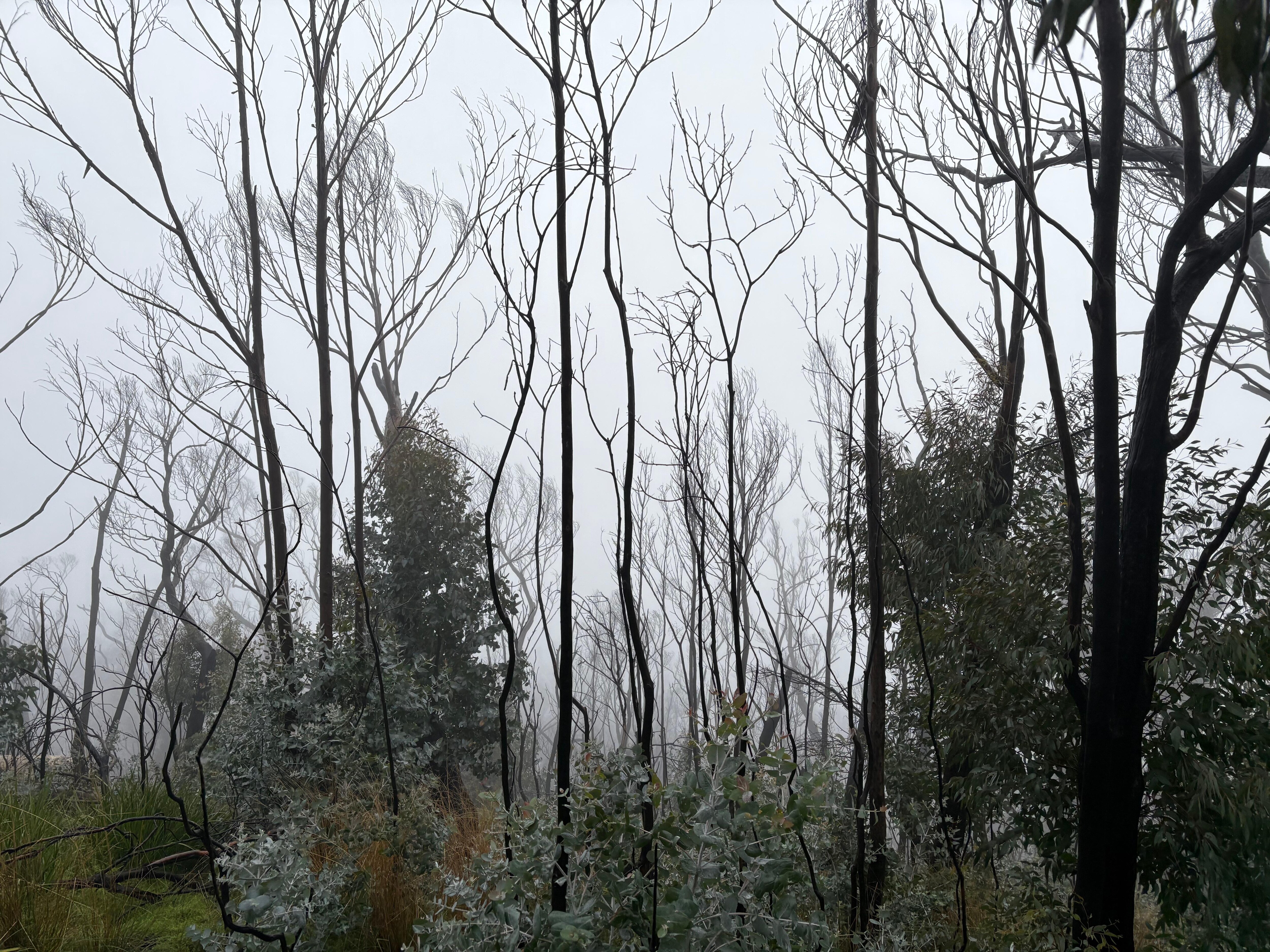 Mount Buangor State Forrest Walk.