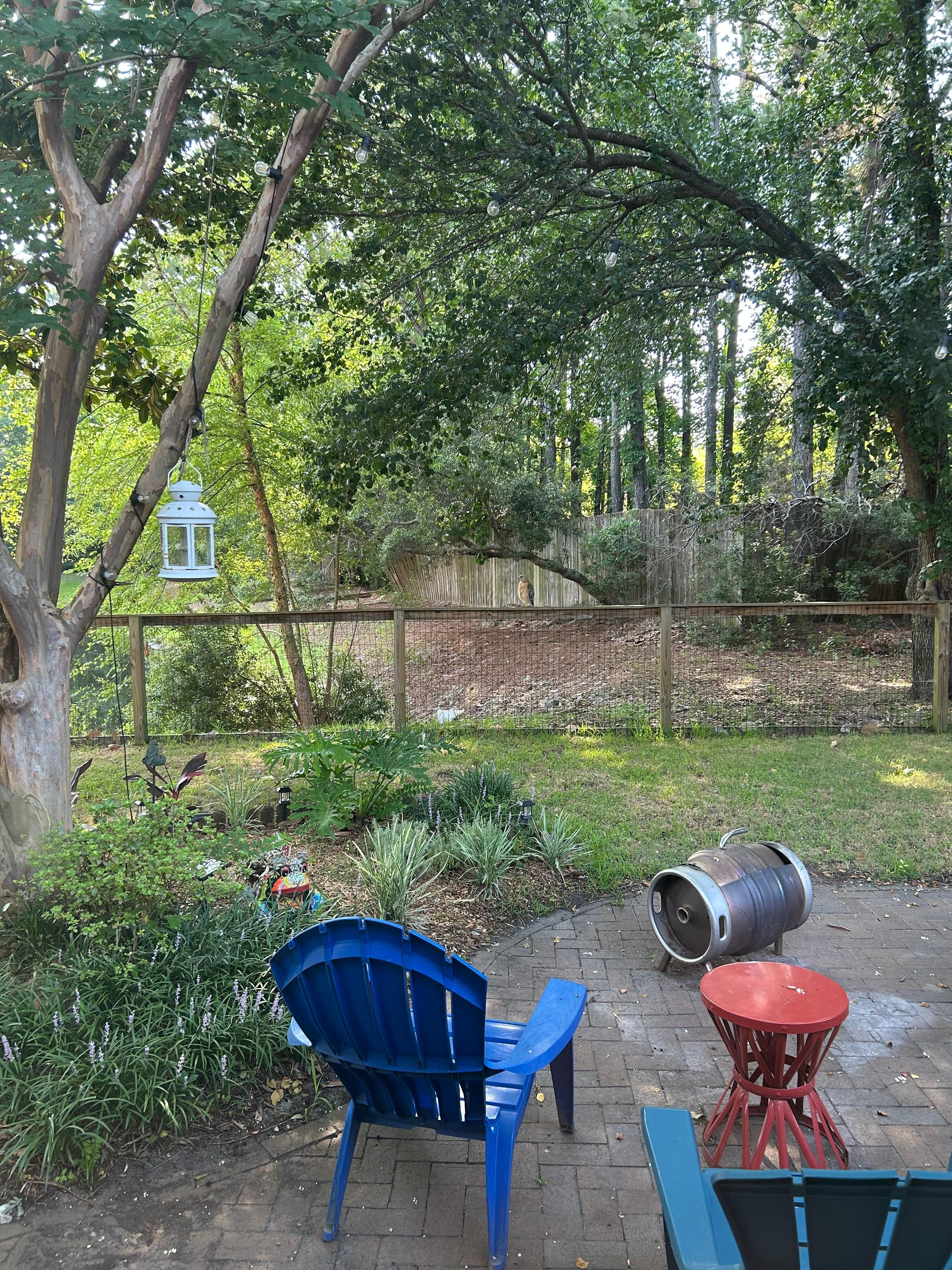 A hawk decided to visit the back fence.