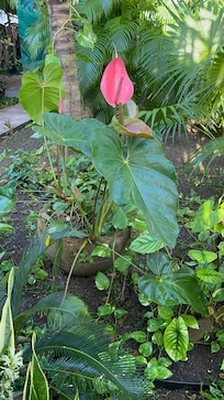 Hotel garden