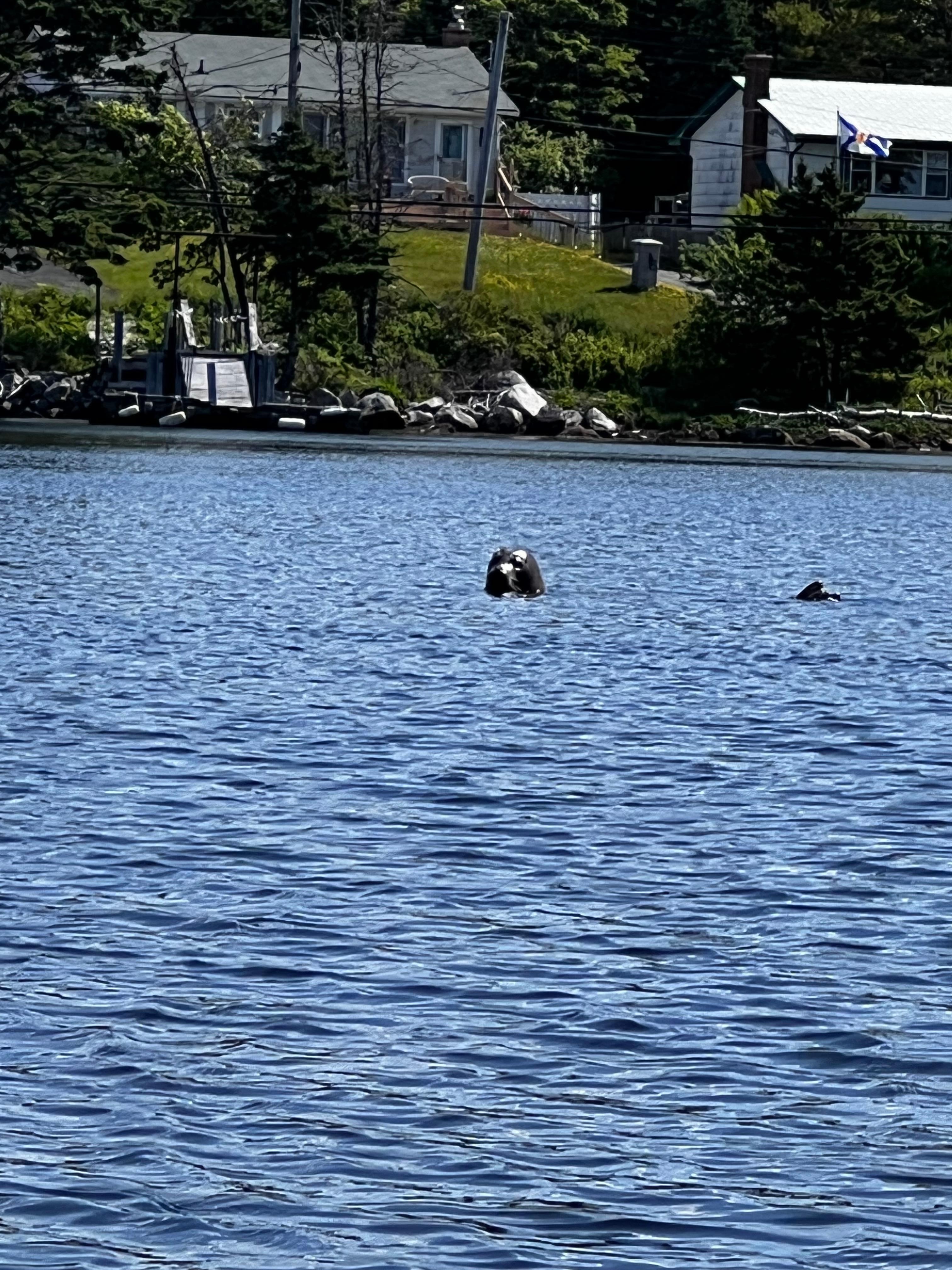 Seals kayaking