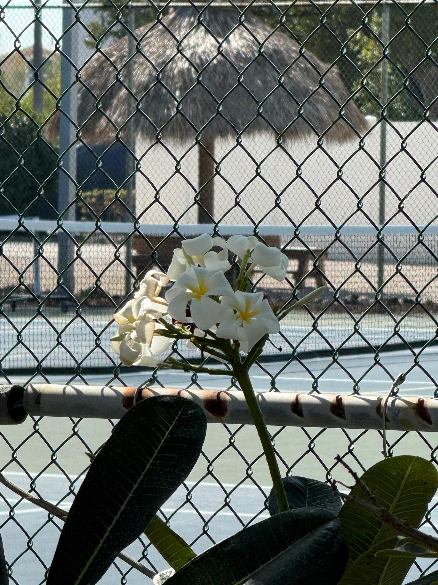 Flowers by the Tennis Courts