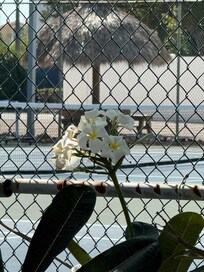 Flowers by the Tennis Courts