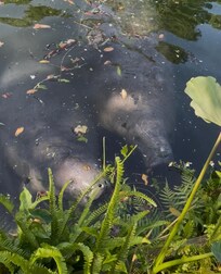 Manatee snacking on plants by dock!