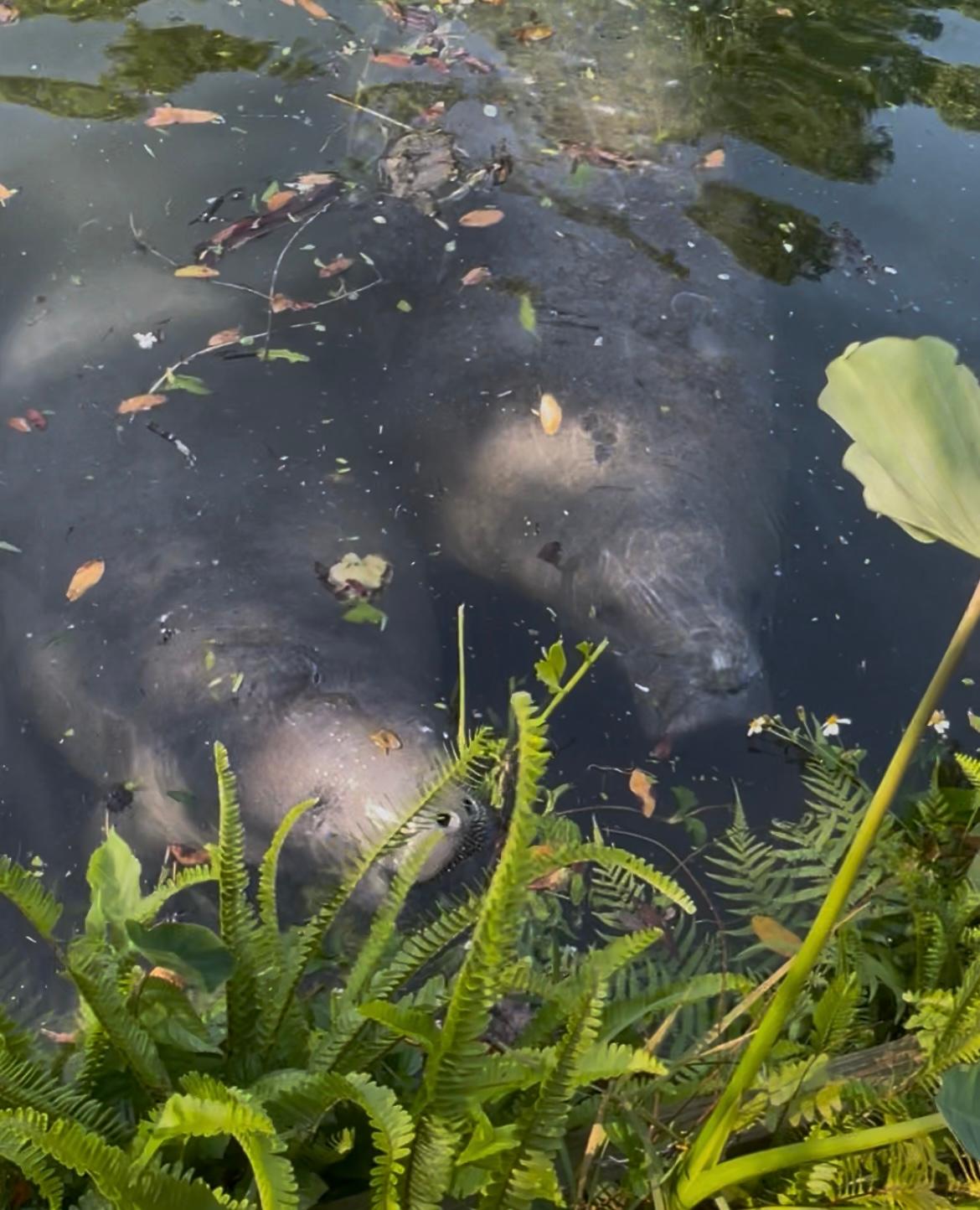 Manatee snacking on plants by dock!