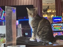 Jackpot the casino cat