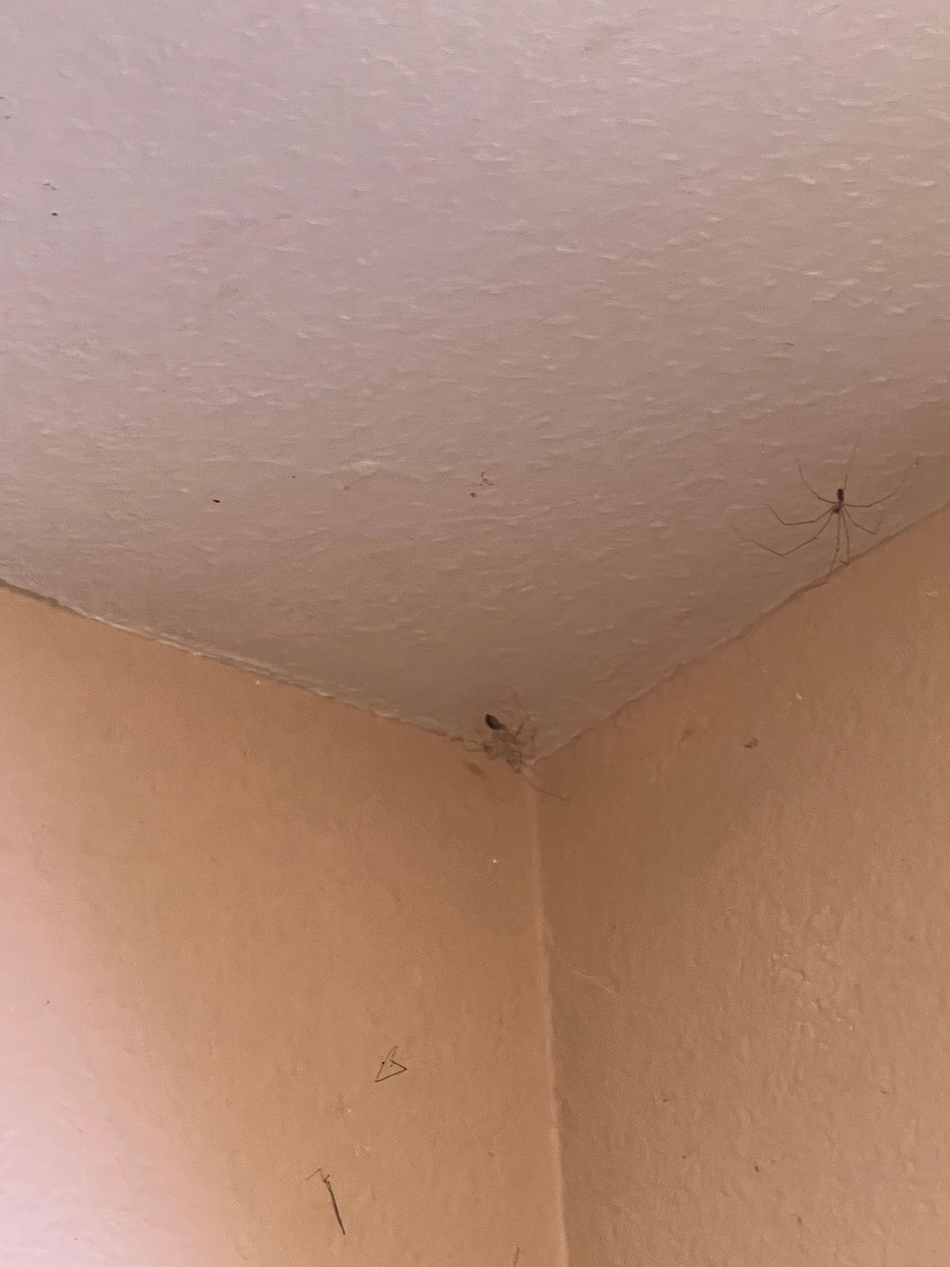 Spiders on ceiling