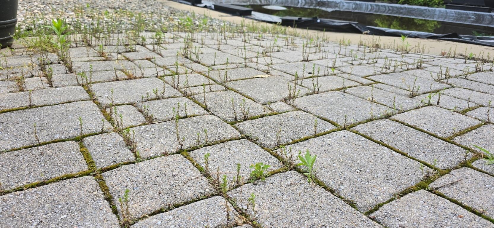 At an angle, with imagination, it looks like a forest in Chernobyl.
