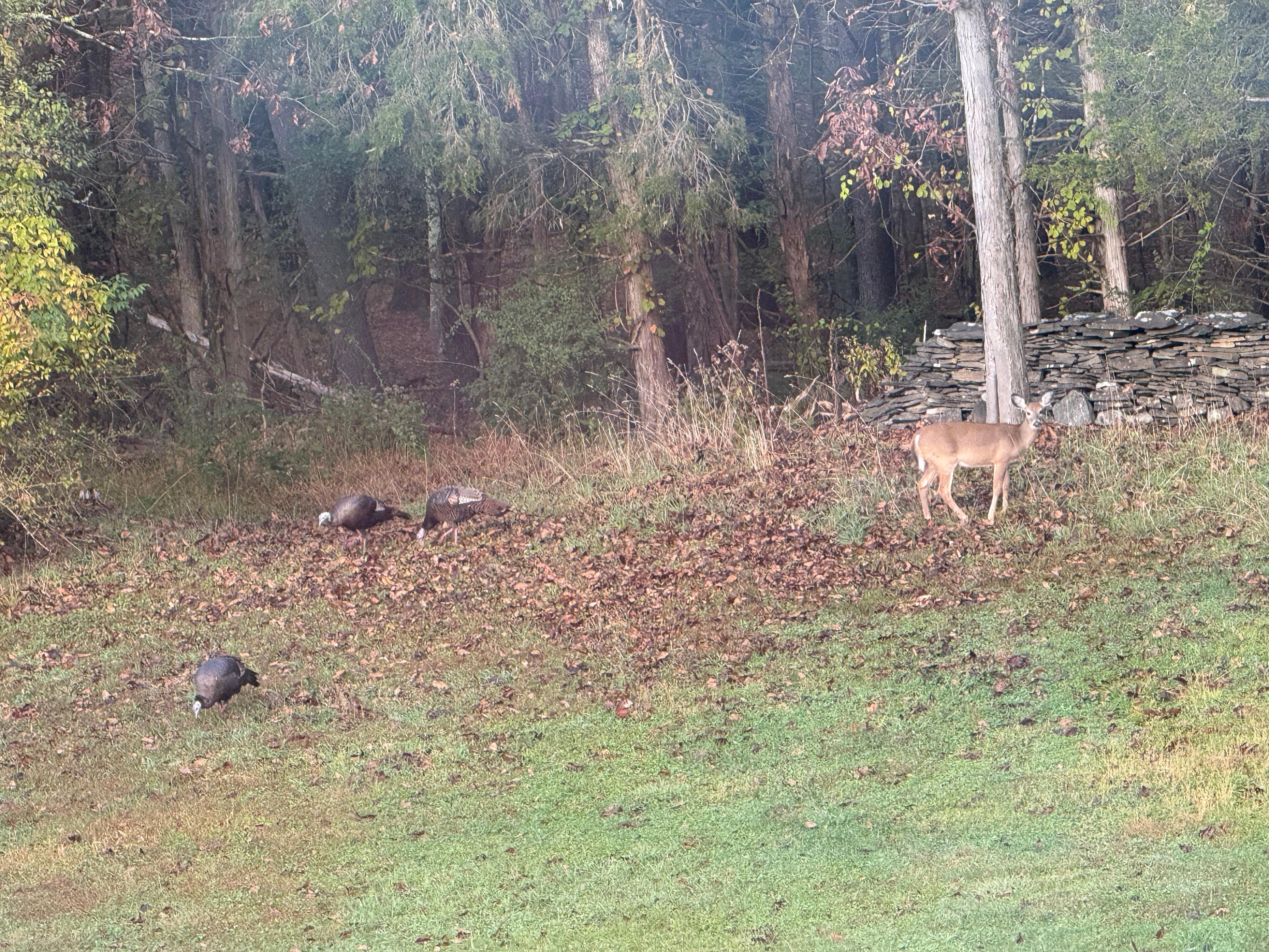 Watching the parade of critters pass through from the deck